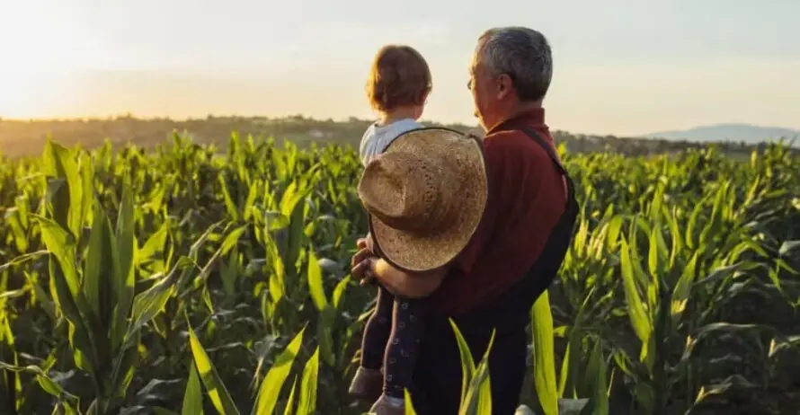Produtor rural com o neto no colo em lavoura de milho ao entardecer